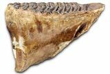 Elderly Woolly Mammoth Lower M Molar - North Sea Deposits #337184-1